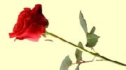 Rose-4